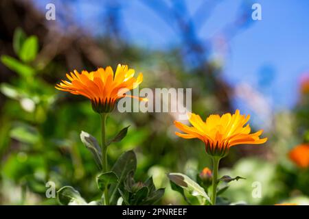Die Felsenblüte Stockfoto