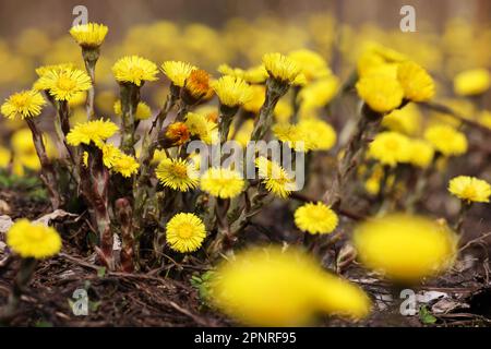 Kaltfußblüte auf der Frühlingswiese, Mutter und Stiefmutter erste Blumen. Blühende Tussilago farfara im april Stockfoto