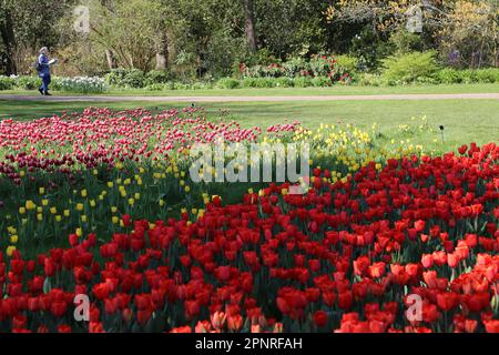 RHS Garden Wisley Celebration of Tulips. Woking, Surrey, Großbritannien. 20. April 2023 Massenanzeige von über 270.000 Tulpenbirnen mit 18 verschiedenen Kultivaren. Tulipa „Leen van der Mark“ (rot-gelb und rot-weiß), Tulipa „Jan van Nes“ (gelb) und Tulipa „Walsrode“ (orange). Veranstaltung bis Mitte Mai. Kredit: Ian Bottle/Alamy Live News Stockfoto