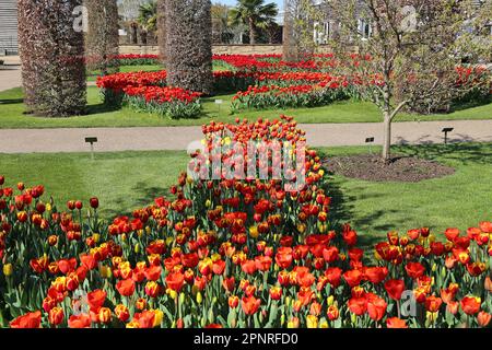 RHS Garden Wisley Celebration of Tulips. Woking, Surrey, Großbritannien. 20. April 2023 Massenanzeige von über 270.000 Tulpenbirnen mit 18 verschiedenen Kultivaren. Tulipa „Denmark“ (rot-gelb), Tulipa „Walsrode“ (orange) und Tulipa „Jan van Nes“ (gelb). Veranstaltung bis Mitte Mai. Kredit: Ian Bottle/Alamy Live News Stockfoto