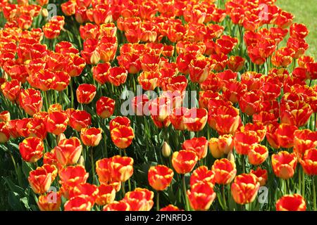 RHS Garden Wisley Celebration of Tulips. Woking, Surrey, Großbritannien. 20. April 2023 Massenanzeige von über 270.000 Tulpenbirnen mit 18 verschiedenen Kultivaren. Tulipa „Banja Luka“. Veranstaltung bis Mitte Mai. Kredit: Ian Bottle/Alamy Live News Stockfoto