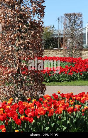 RHS Garden Wisley Celebration of Tulips. Woking, Surrey, Großbritannien. 20. April 2023 Massenanzeige von über 270.000 Tulpenbirnen mit 18 verschiedenen Kultivaren. Tulipa „Denmark“ (rot-gelb), Tulipa „Walsrode“ (orange) und Tulipa „Jan van Nes“ (gelb). Veranstaltung bis Mitte Mai. Kredit: Ian Bottle/Alamy Live News Stockfoto