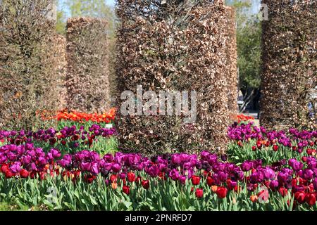 RHS Garden Wisley Celebration of Tulips. Woking, Surrey, Großbritannien. 20. April 2023 Massenanzeige von über 270.000 Tulpenbirnen mit 18 verschiedenen Kultivaren. Tulipa „Negrita“ (violett) und Tulipa „Pallada“ (tiefrot). (Vordergrundfokus). Veranstaltung bis Mitte Mai. Kredit: Ian Bottle/Alamy Live News Stockfoto