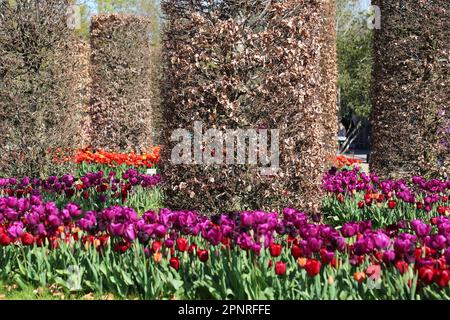 RHS Garden Wisley Celebration of Tulips. Woking, Surrey, Großbritannien. 20. April 2023 Massenanzeige von über 270.000 Tulpenbirnen mit 18 verschiedenen Kultivaren. Tulipa „Negrita“ (violett) und Tulipa „Pallada“ (tiefrot). (Fokus in der Mitte). Veranstaltung bis Mitte Mai. Kredit: Ian Bottle/Alamy Live News Stockfoto