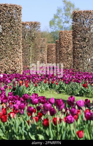 RHS Garden Wisley Celebration of Tulips. Woking, Surrey, Großbritannien. 20. April 2023 Massenanzeige von über 270.000 Tulpenbirnen mit 18 verschiedenen Kultivaren. Tulipa „Negrita“ (violett) und Tulipa „Pallada“ (tiefrot). Veranstaltung bis Mitte Mai. Kredit: Ian Bottle/Alamy Live News Stockfoto