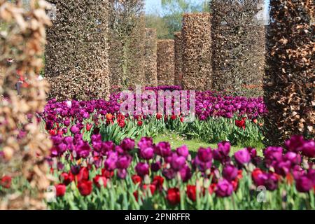 RHS Garden Wisley Celebration of Tulips. Woking, Surrey, Großbritannien. 20. April 2023 Massenanzeige von über 270.000 Tulpenbirnen mit 18 verschiedenen Kultivaren. Tulipa „Negrita“ (violett) und Tulipa „Pallada“ (tiefrot). (Fokus in der Mitte). Veranstaltung bis Mitte Mai. Kredit: Ian Bottle/Alamy Live News Stockfoto