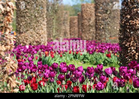 RHS Garden Wisley Celebration of Tulips. Woking, Surrey, Großbritannien. 20. April 2023 Massenanzeige von über 270.000 Tulpenbirnen mit 18 verschiedenen Kultivaren. Tulipa „Negrita“ (violett) und Tulipa „Pallada“ (tiefrot). (Vordergrundfokus). Veranstaltung bis Mitte Mai. Kredit: Ian Bottle/Alamy Live News Stockfoto