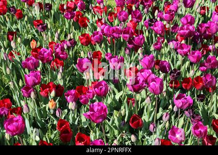 RHS Garden Wisley Celebration of Tulips. Woking, Surrey, Großbritannien. 20. April 2023 Massenanzeige von über 270.000 Tulpenbirnen mit 18 verschiedenen Kultivaren. Tulipa „Negrita“ (violett) und Tulipa „Pallada“ (tiefrot). Veranstaltung bis Mitte Mai. Kredit: Ian Bottle/Alamy Live News Stockfoto