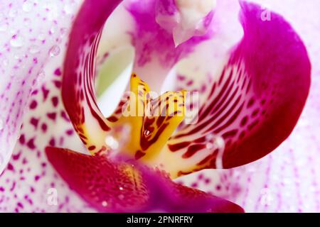 Extreme Macro: Orchideenschwänze mit Tröpfchen Stockfoto