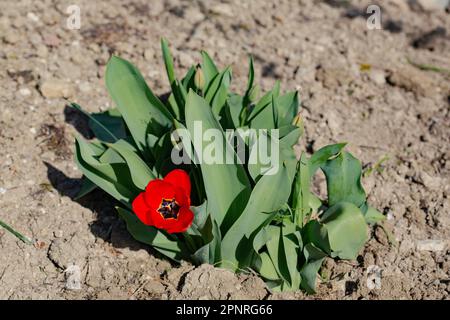 Tulpe Blume Stockfoto