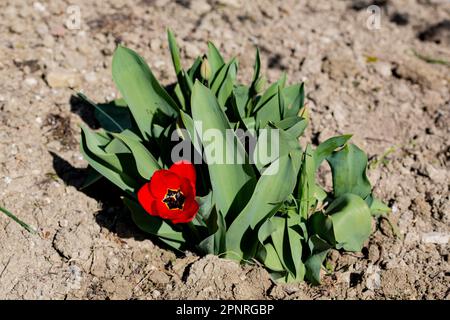 Tulpe Blume Stockfoto