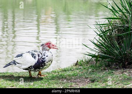 Moschusente große Arten von Enten, Wildpopulationen, vom Menschen domestiziert. Cairina Moschata steht auf Gras in der Nähe des Sees. Speicherplatz kopieren Stockfoto