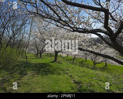 Blühende Kirschblüten an einem wunderschönen sonnigen Frühlingsmorgen von einem kleinen Hang aus zu sehen Stockfoto