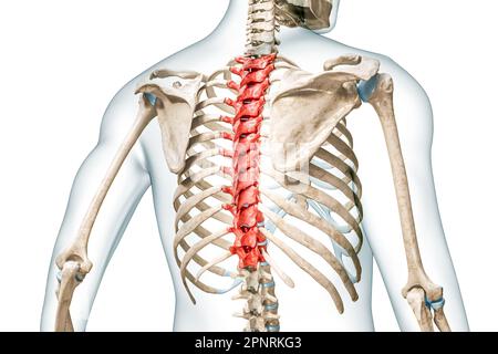 Brustwirbel in roter Farbe mit Darstellung des Körpers 3D isoliert auf weiß mit Kopierbereich. Menschliches Skelett und Wirbelsäulenanatomie, medizinisches Diagr Stockfoto