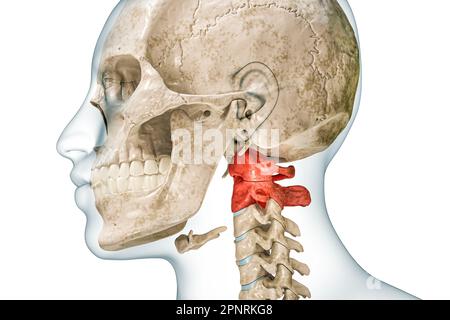 Atlas und Achse der Halswirbel in Rot mit Darstellung des Körpers 3D isoliert auf Weiß mit Kopierbereich. Menschliches Skelett und Wirbelsäulenanatomie, medi Stockfoto