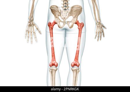 Rückansicht der Femurknochen in roter Farbe mit Darstellung des Körpers 3D isoliert auf weiß mit Kopierbereich. Menschliche Skelett- und Beinanatomie, medizinische Diagnose Stockfoto