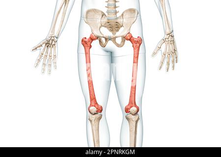 Femurknochen in roter Farbe mit Darstellung des Körpers 3D isoliert auf weiß mit Kopierbereich. Menschliche Skelett- und Beinanatomie, medizinisches Diagramm, Osteo Stockfoto