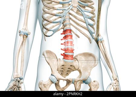 Lendenwirbel in roter Farbe mit Darstellung des Körpers 3D isoliert auf weiß mit Kopierbereich. Menschliche Skelett- und Wirbelsäulenanatomie, medizinisches Diagramm Stockfoto