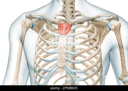 Manubriumknochen in roter Farbe mit Darstellung des Körpers 3D isoliert auf weiß mit Kopierbereich. Anatomie des menschlichen Skeletts, medizinisches Diagramm, Osteologie, Stockfoto