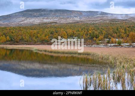 See und Wald mit Herbstfarben im Naturschutzgebiet Fokstumyra in Dovrefjell, Oppdal, Region Dovre in Mittelnorwegen Stockfoto