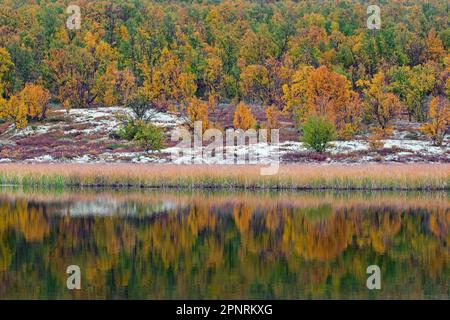 Birkenbäume mit Herbstfarben, die sich im Wasser des Teiches im Naturschutzgebiet Fokstumyra in Dovrefjell, Oppdal, Region Dovre, Mittelnorwegen widerspiegeln Stockfoto
