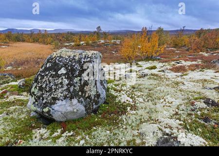 Moorland mit Birkenbäumen und mit Flechten bedeckten Felsen im Naturschutzgebiet Fokstumyra im Herbst/Herbst, Dovrefjell, Oppdal, Dovre, Mittelnorwegen Stockfoto