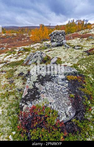 Moorland mit Birkenbäumen und mit Flechten bedeckten Felsen im Naturschutzgebiet Fokstumyra im Herbst/Herbst, Dovrefjell, Oppdal, Dovre, Mittelnorwegen Stockfoto