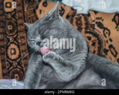 Graue schottische Katze leckt Pfote im Haus Stockfoto