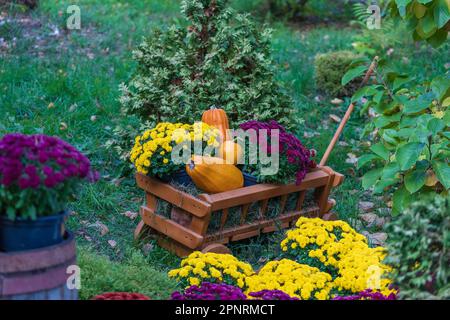 Holzwagen mit Herbstblumen und Kürbissen im Garten, aus nächster Nähe. Herbsternte - Wagen mit Kürbissen und bunten Herbstblumen. Landschaftsdesign in Stockfoto