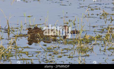 Kleine Grieben (Tachybaptus ruficollis), die Küken im Nest füttern Stockfoto