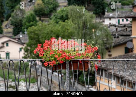 Wunderschönes Blumenarrangements vor einem Haus Stockfoto