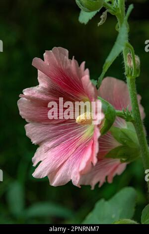 Nahaufnahme einer Mallow-Blume Stockfoto