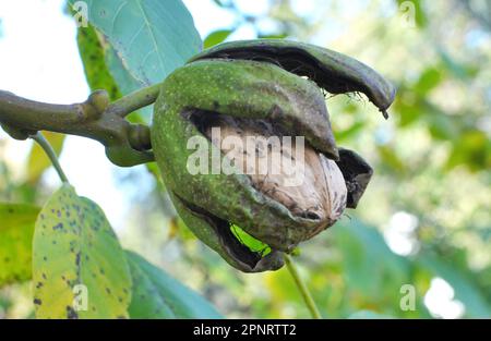 Auf einem Ast eines Baumes reife Walnuss mit einer gerissenen grünen Schale Stockfoto