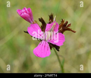 In der Wildnis blüht die Nelke (Dianthus) unter Kräutern Stockfoto