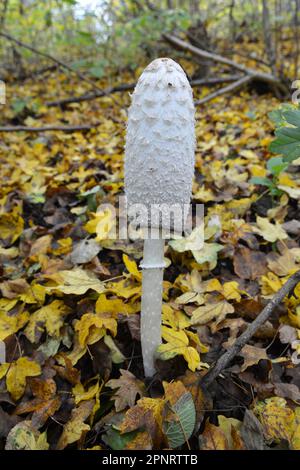 Wilde essbare Pilze Coprinus comatus wachsen im Herbstwald Stockfoto