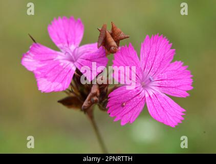 In der Wildnis blüht die Nelke (Dianthus) unter Kräutern Stockfoto