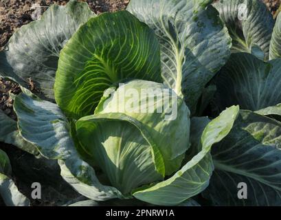 Kohl wächst auf dem organischen offenen Boden im Garten Stockfoto