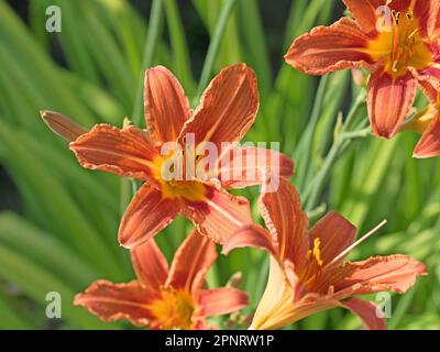 Sie blüht tagsüber, Hemerocallis, Nahaufnahme Stockfoto
