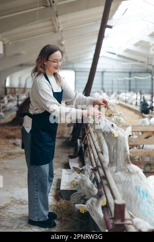 Die Bauernfrau in einer Schürze füttert ihre Ziegen mit Hay aus den Händen. Stockfoto