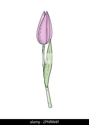 Handgezogene Vektor-Tulpe in Frühlingsfarbe mit Laub auf weißem Hintergrund für Hochzeitsdesign, Blumengrußkarten, Poster. Stock Vektor