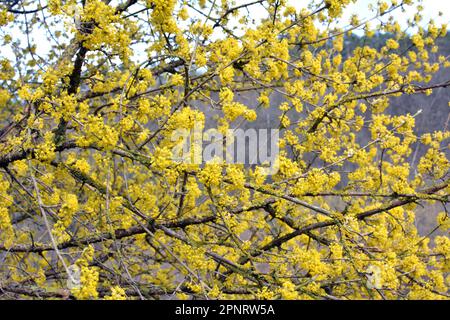 Im Frühling ist Cornel echt (Cornus Mas) blüht in der Wildnis Stockfoto