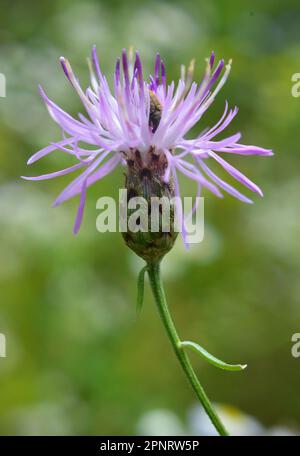 Centaurea Jakea blüht auf der Wiese unter Wildgräsern Stockfoto