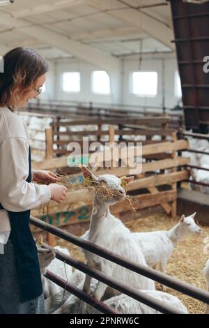 Die Bauernfrau in einer Schürze füttert ihre Ziegen mit Hay aus den Händen. Stockfoto