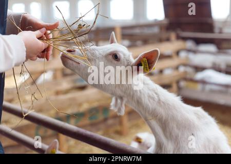 Die Bauernfrau in einer Schürze füttert ihre Ziegen mit Hay aus den Händen. Stockfoto