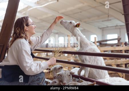 Die Bauernfrau in einer Schürze füttert ihre Ziegen mit Hay aus den Händen. Stockfoto