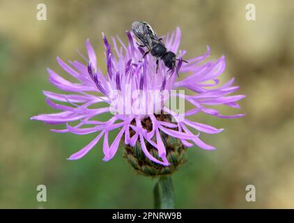 Centaurea Jakea blüht auf der Wiese unter Wildgräsern Stockfoto