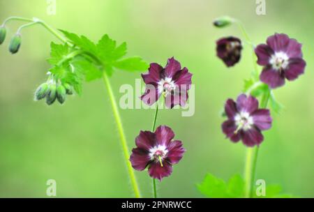 In der Wildnis im Frühlingswald blüht Geranium Phaeum Stockfoto