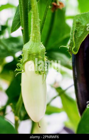 Weiße Aubergine wächst in einem Beet im Gewächshaus. Eine Vielzahl von Auberginen-Sorten. Stockfoto