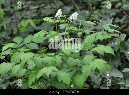 Mehrjährige, seltene, giftige Pflanze Actaea spicata wächst in der Wildnis in den Wäldern Stockfoto