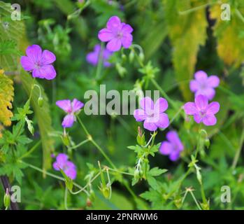 Geranium wächst in der Wildnis Stockfoto